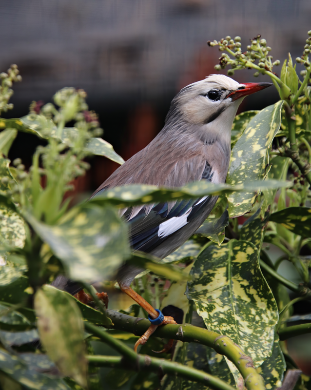 Red-billed starling (Spodiopsar sericeus)
