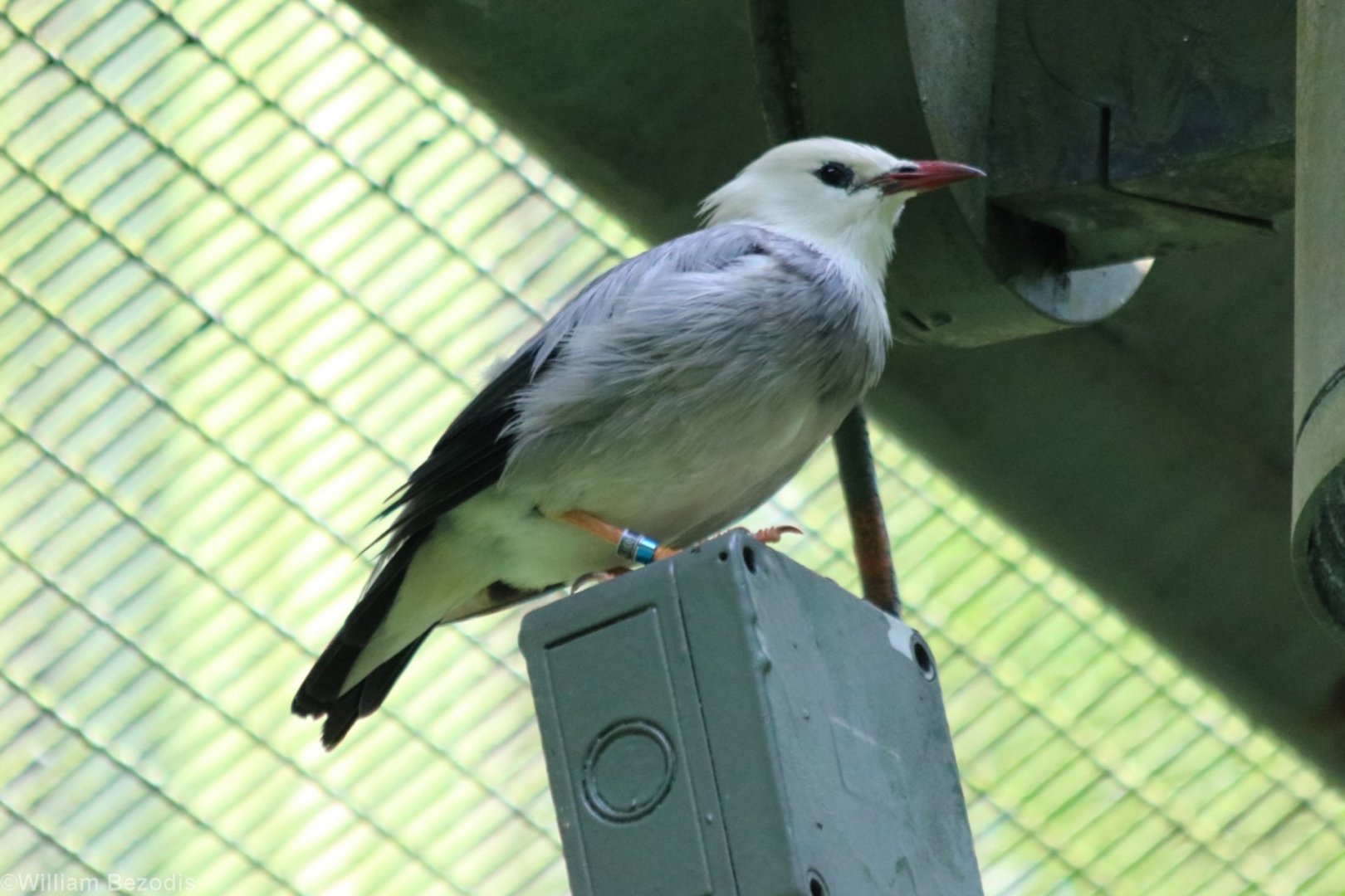 Red-billed Starling