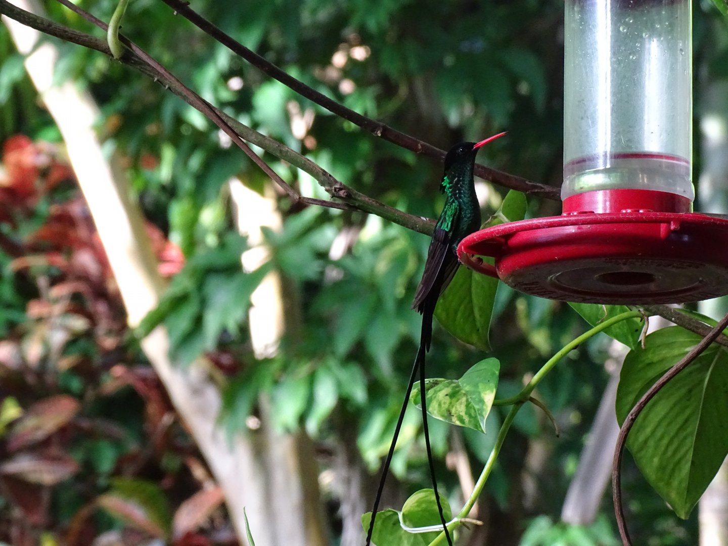 Red-billed streamertail (Trochilus polytmus) Wild in Jamaica