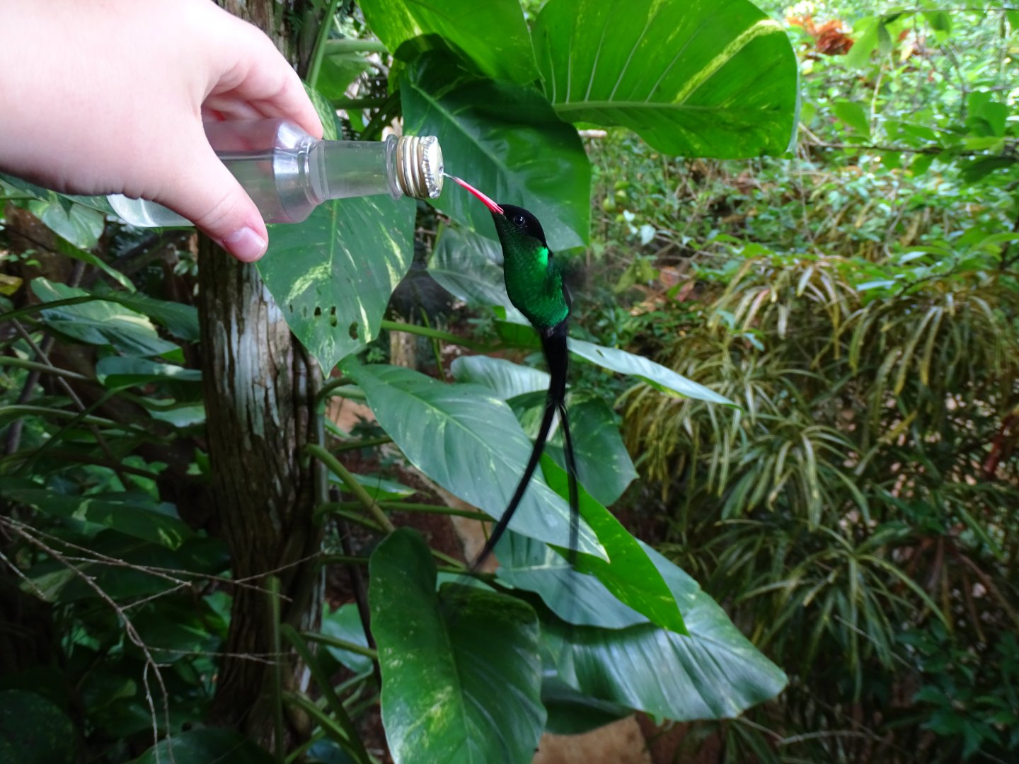 Red-billed streamertail (Trochilus polytmus) Wild in Jamaica