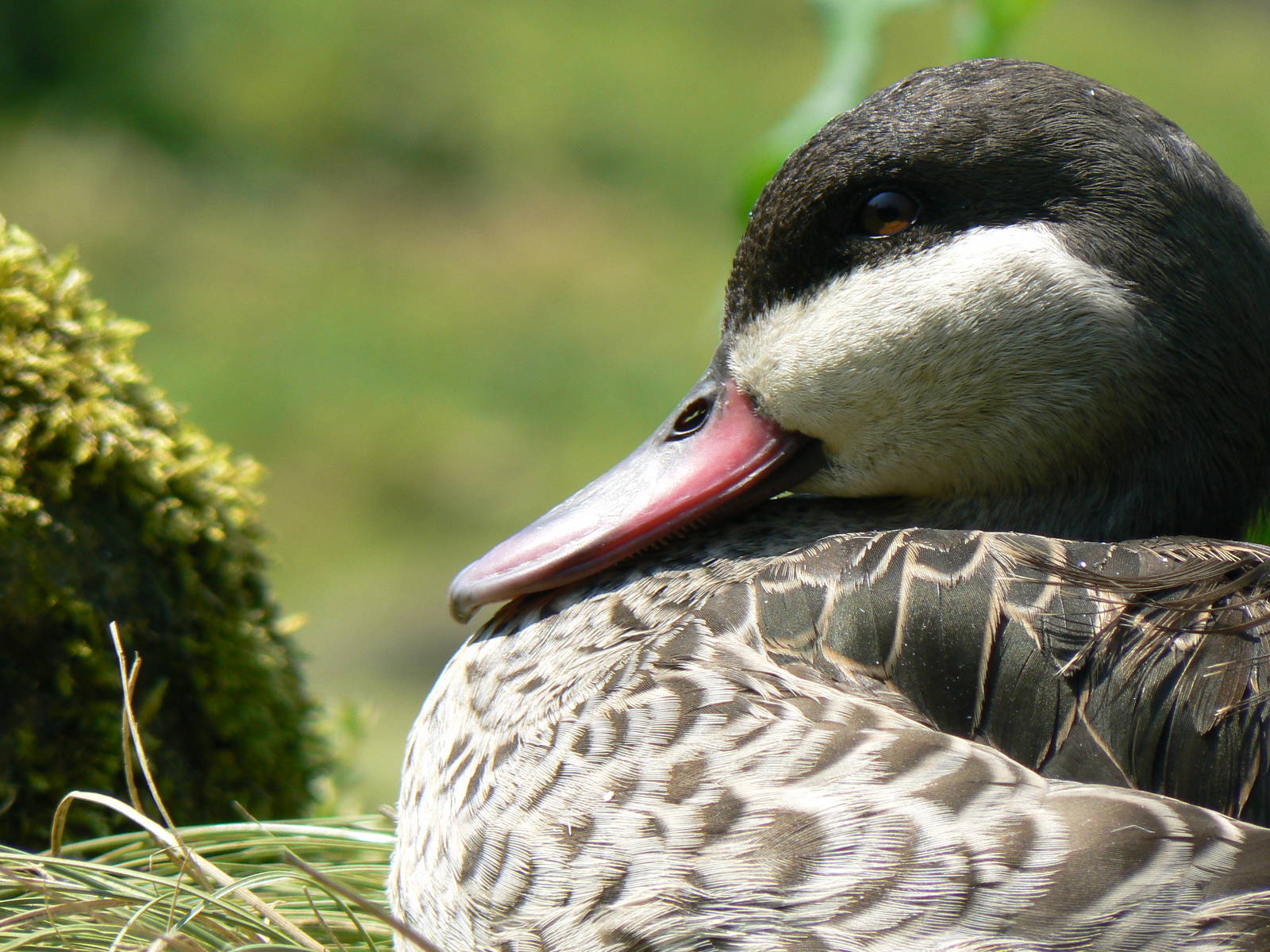 Red-billed Teal - 5 June 2016