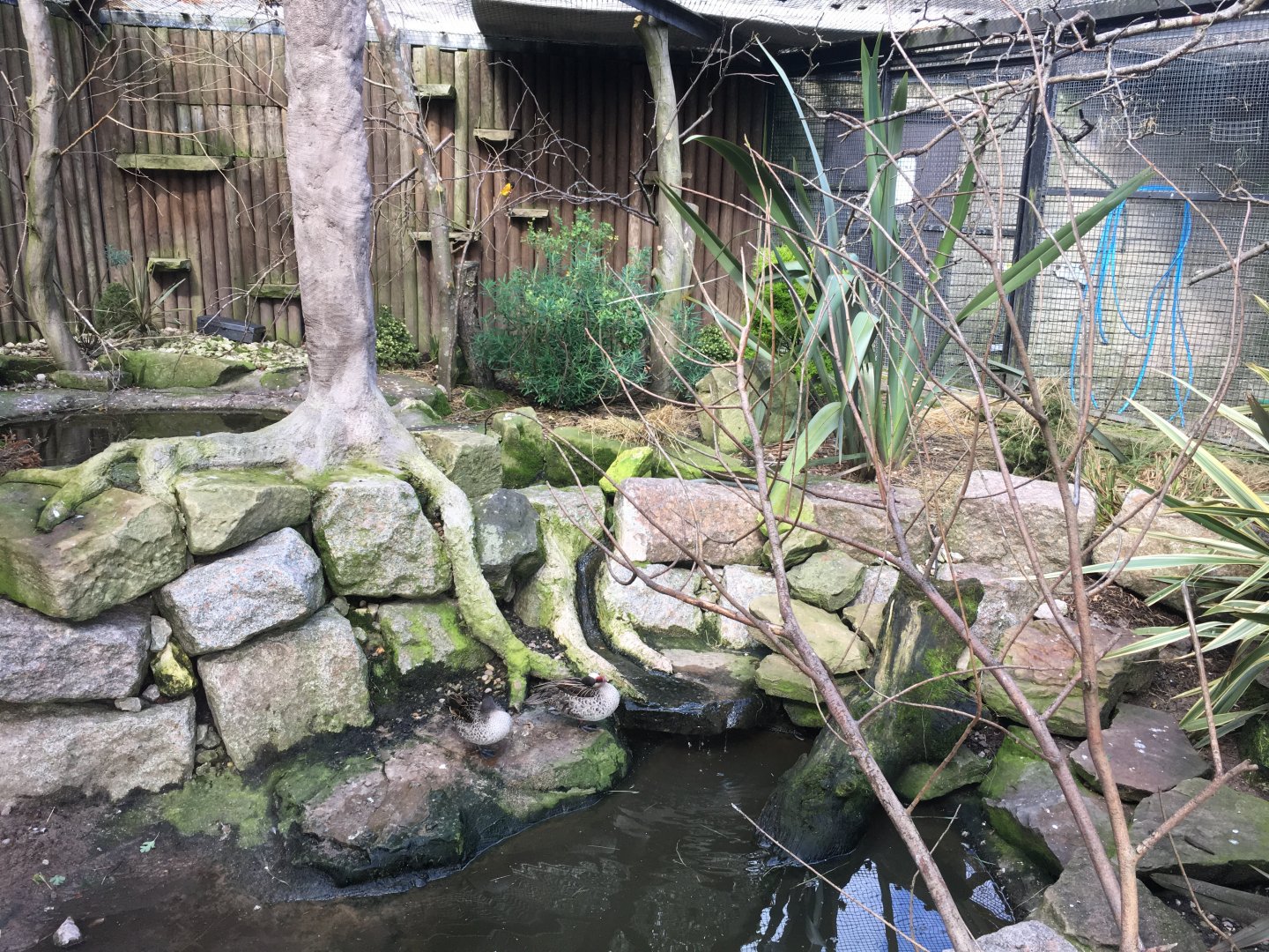 Red-billed teal and Village weaver aviary 040817