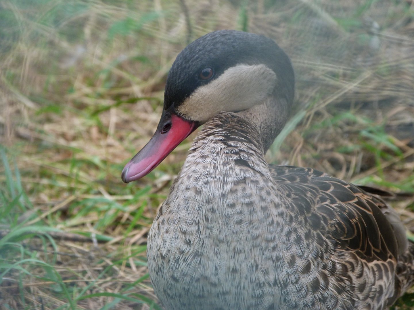Red-billed teal -Tierpark Berlin (2024)