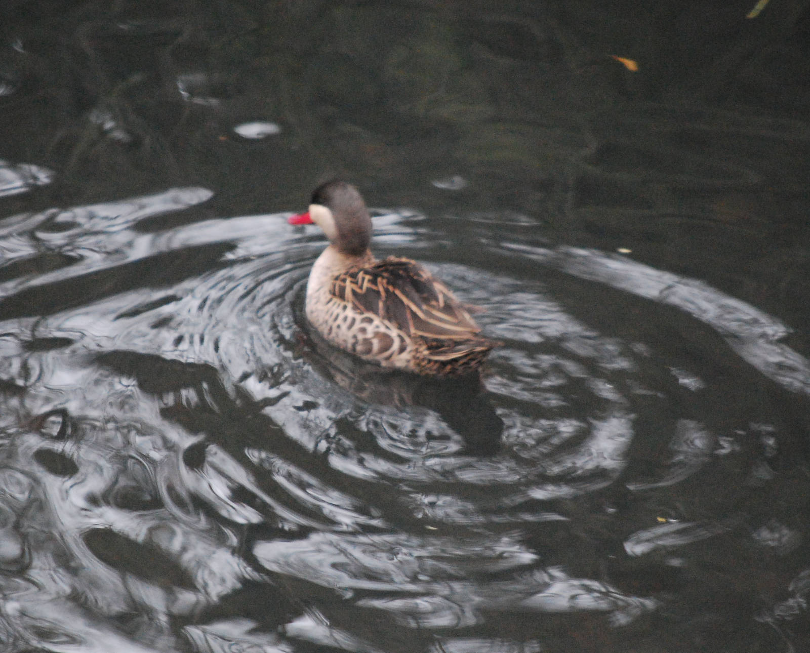 Red-billed teal