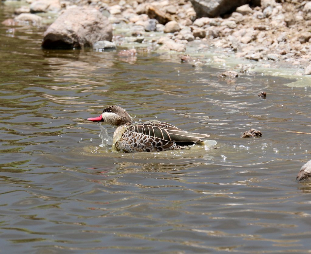 Red-billed Teal