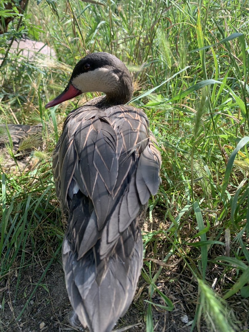 Red-billed teal