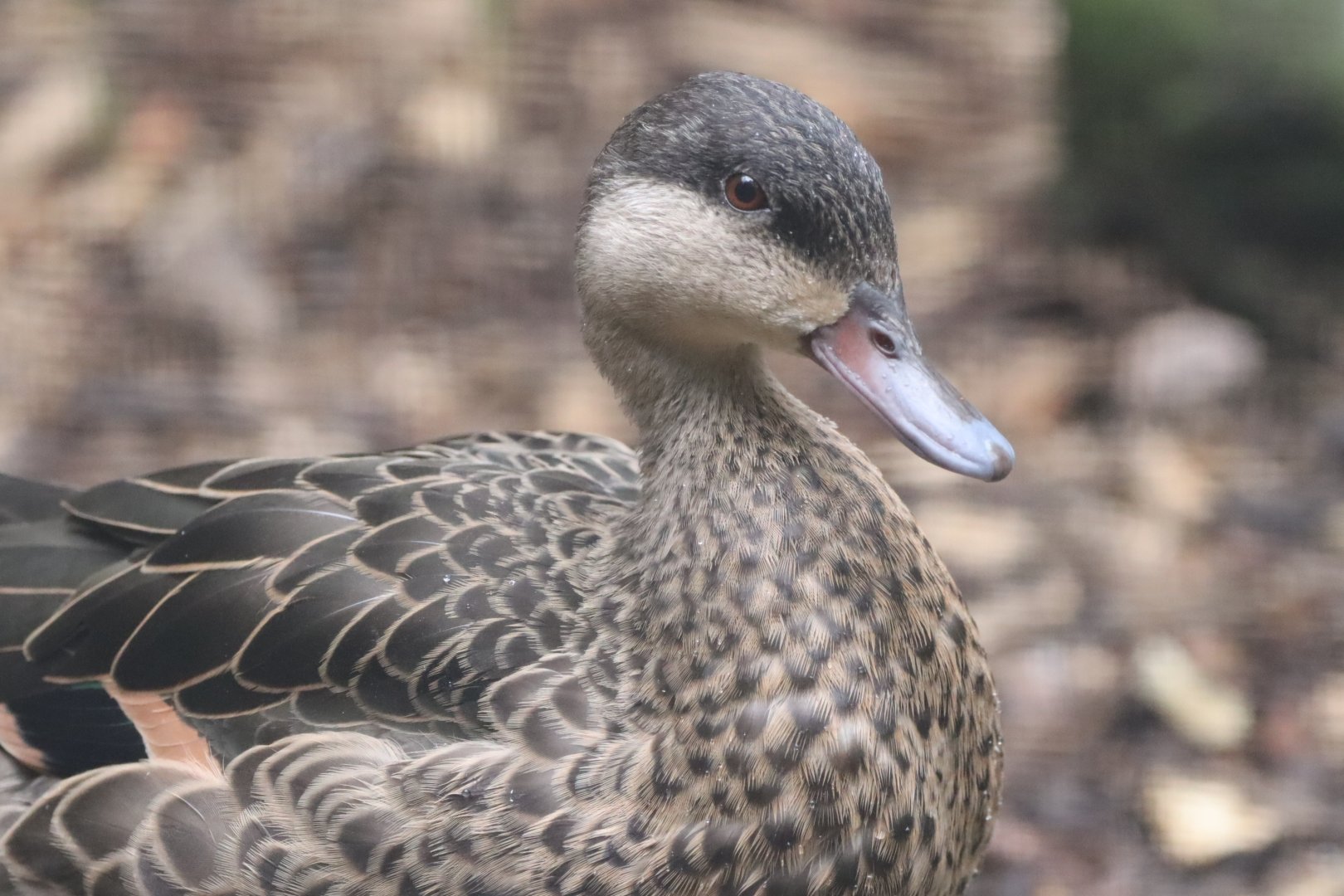 Red-billed Teal
