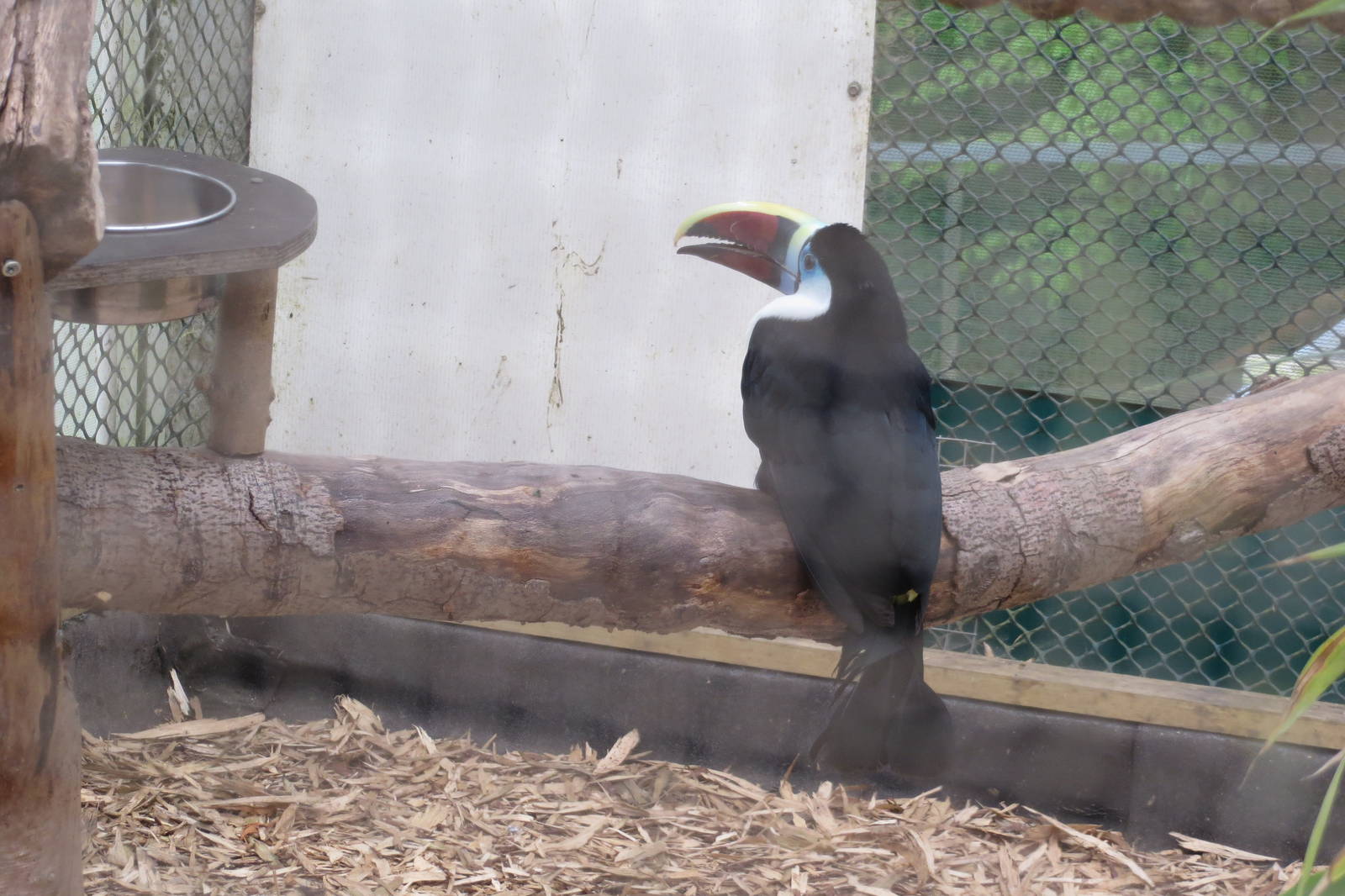 Red-billed Toucan 070515