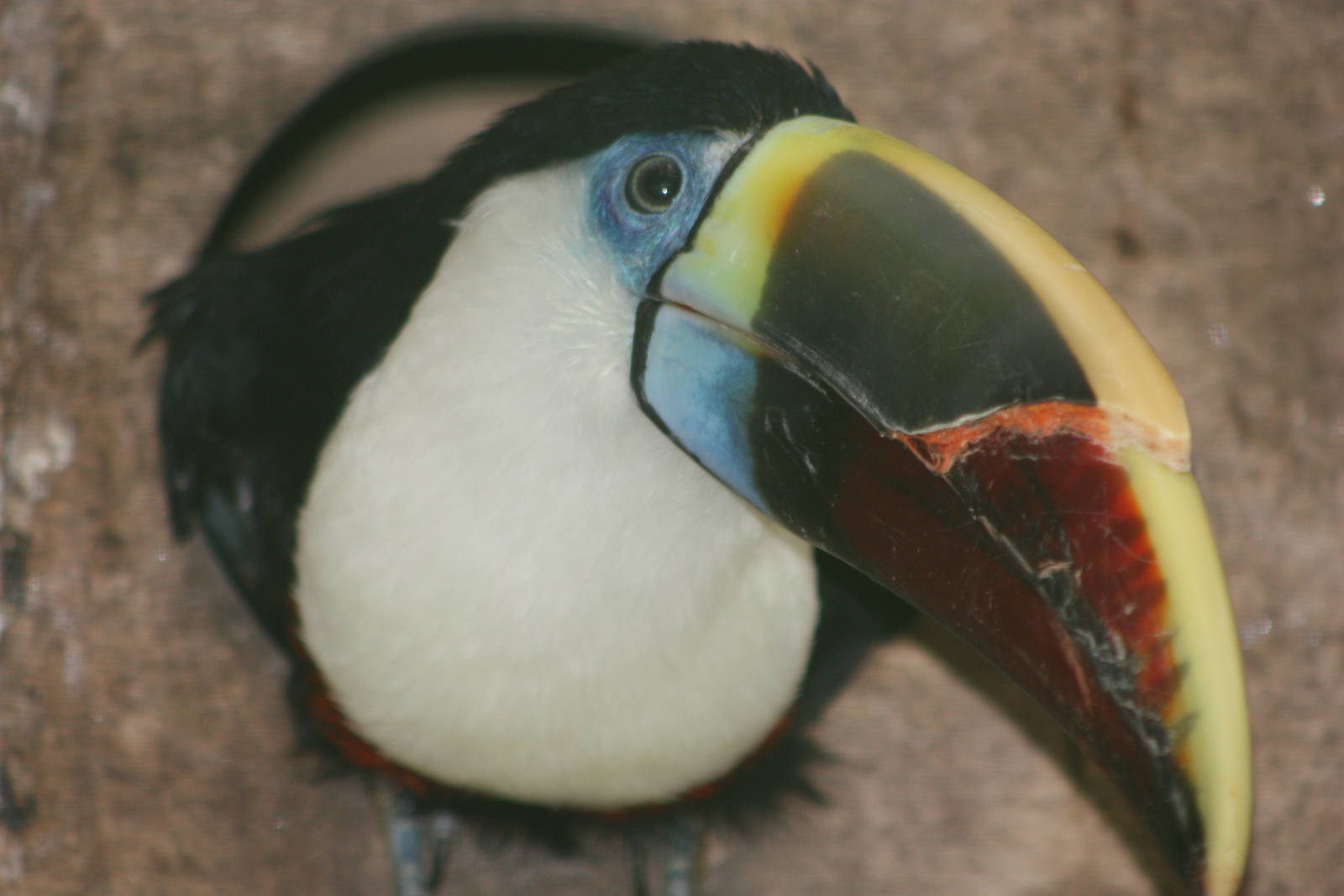 Red-billed Toucan, 13th September 2013