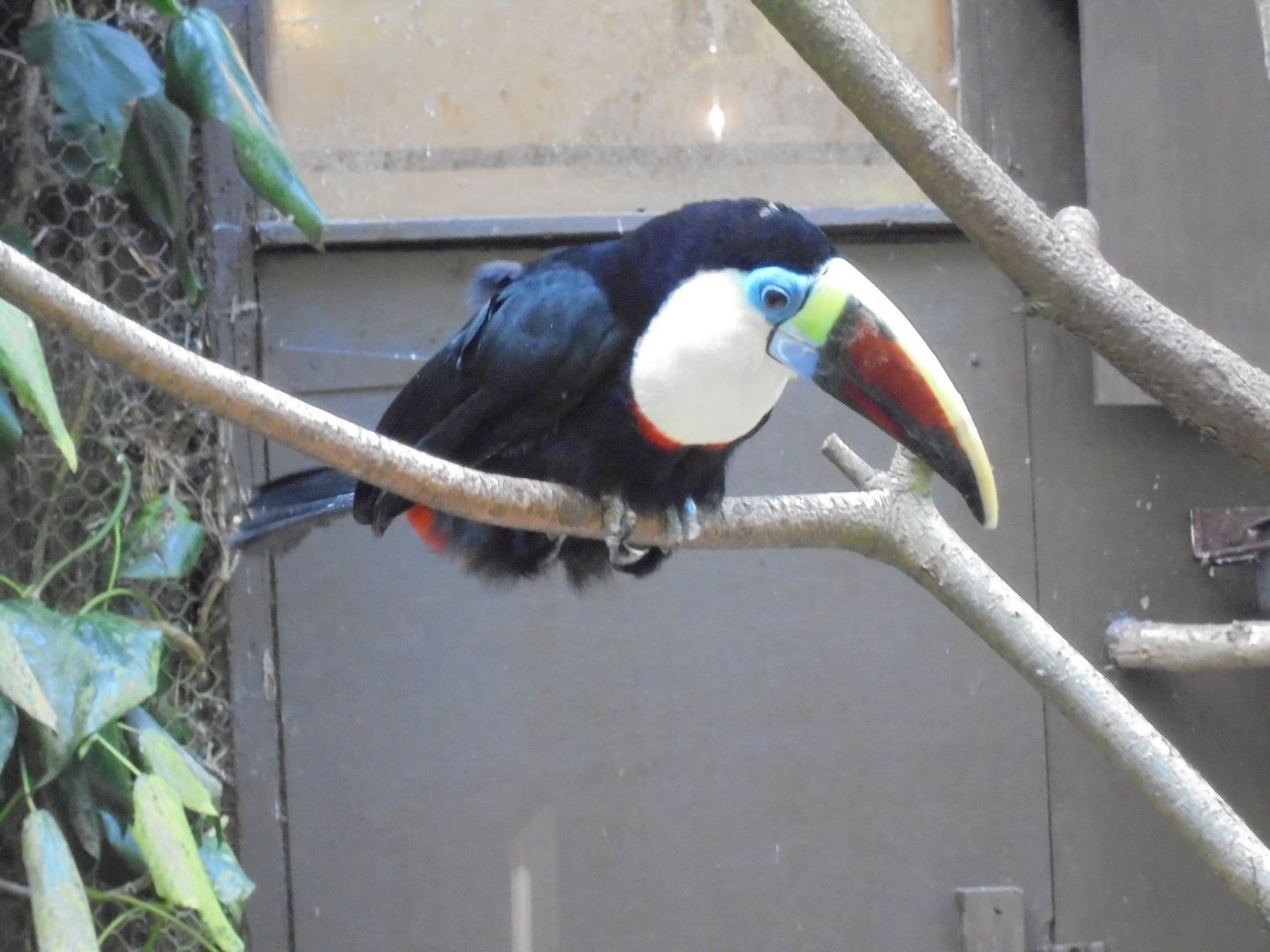 Red-billed Toucan 2017
