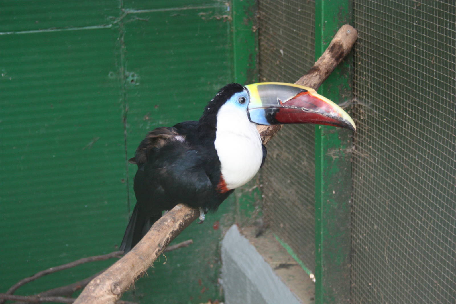 Red-billed Toucan, 23rd September 2014