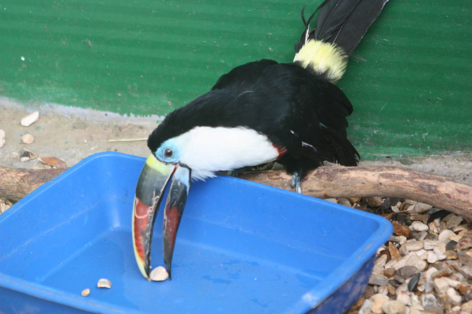 Red-billed Toucan, 23rd September 2014