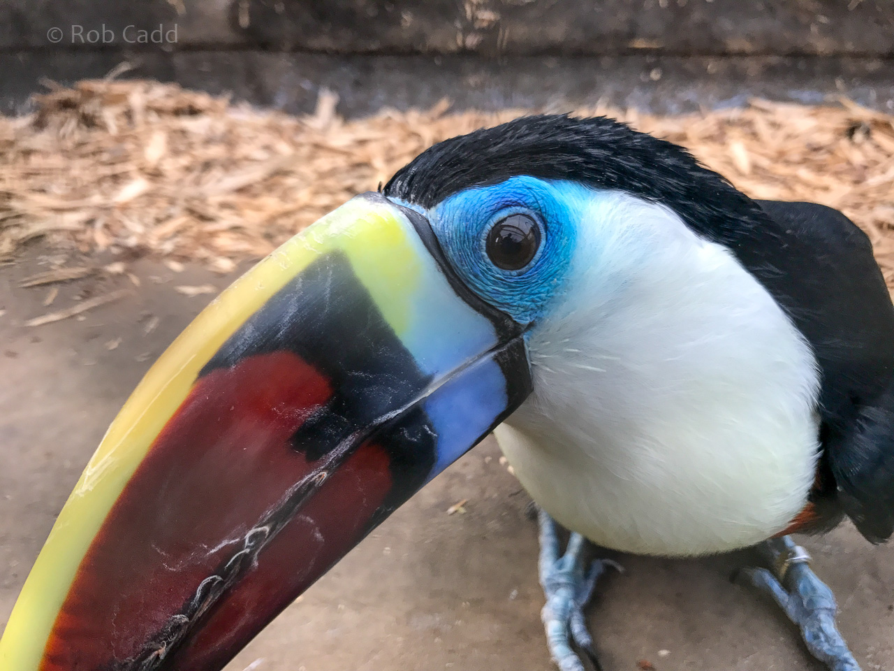 Red-billed toucan : Amazona Zoo : 28 Sep 2017
