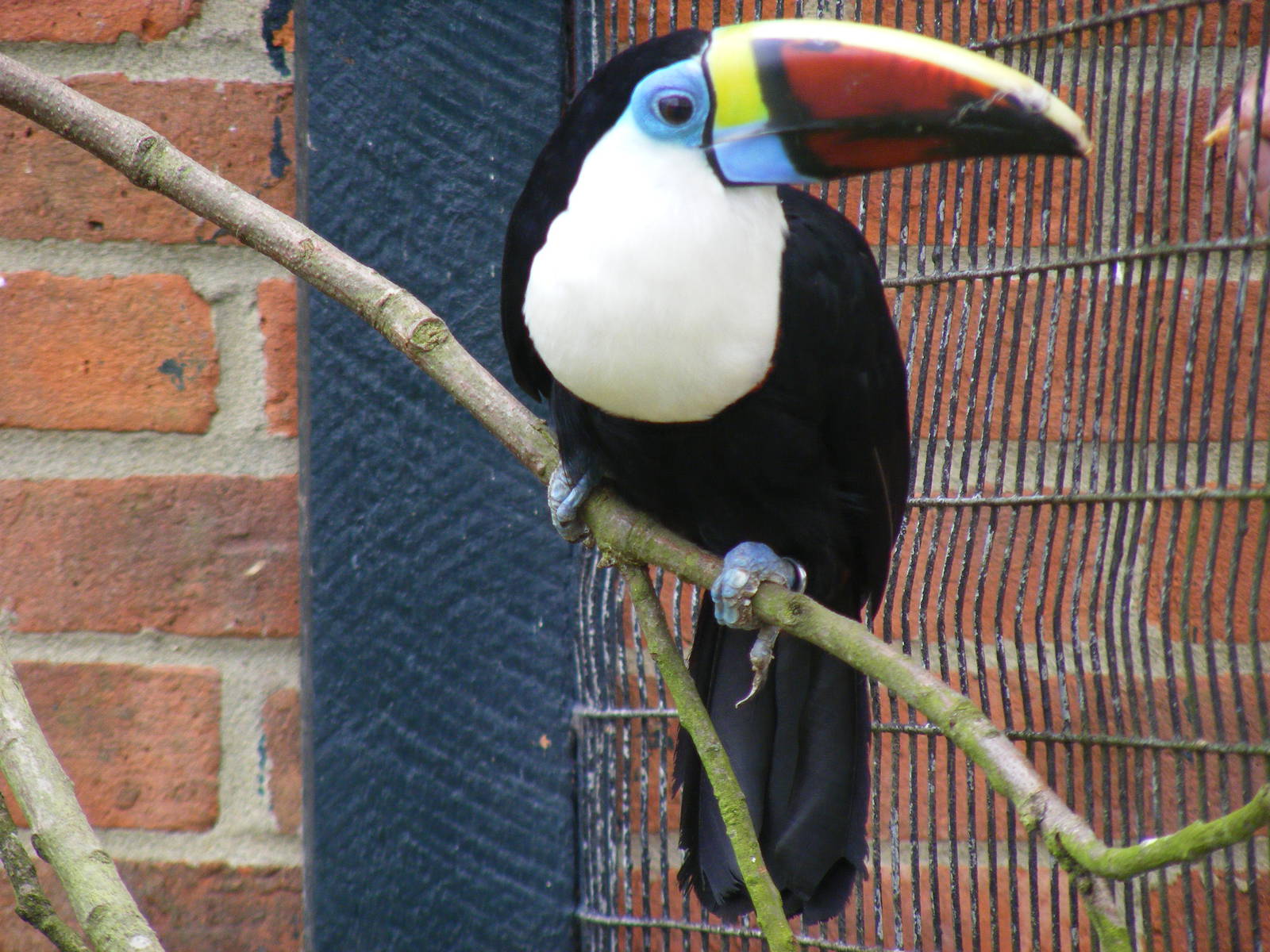 Red-billed toucan at Birdworld, 1 July 2011