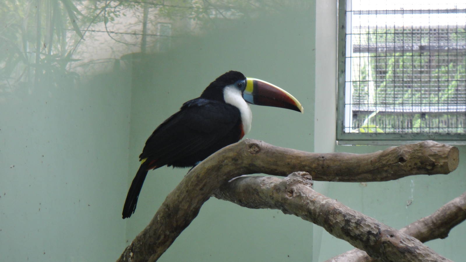 Red-billed toucan at Shanghai zoo 2014-4-3