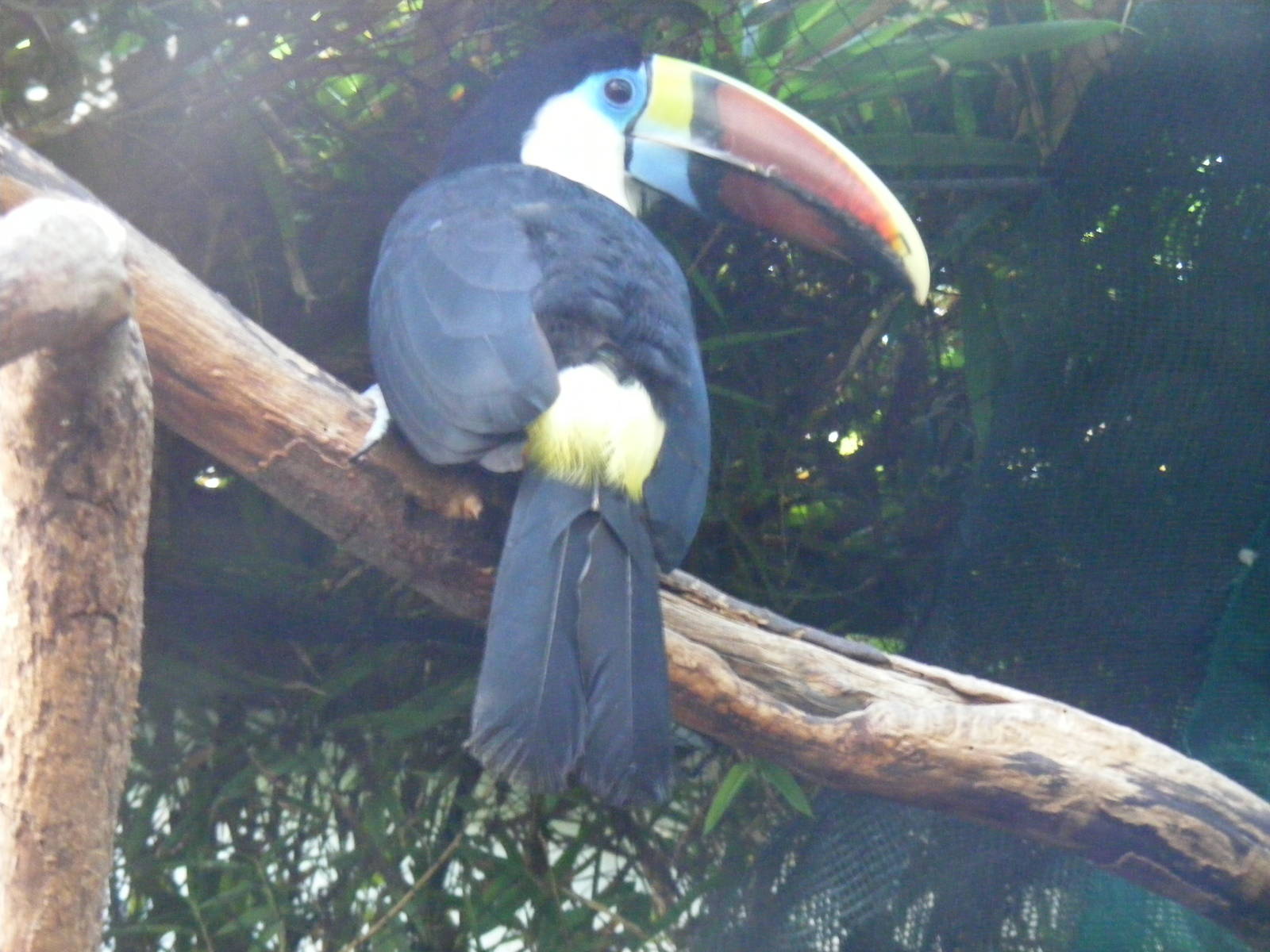 Red billed toucan at The Living Rainforest, 24 October 2010