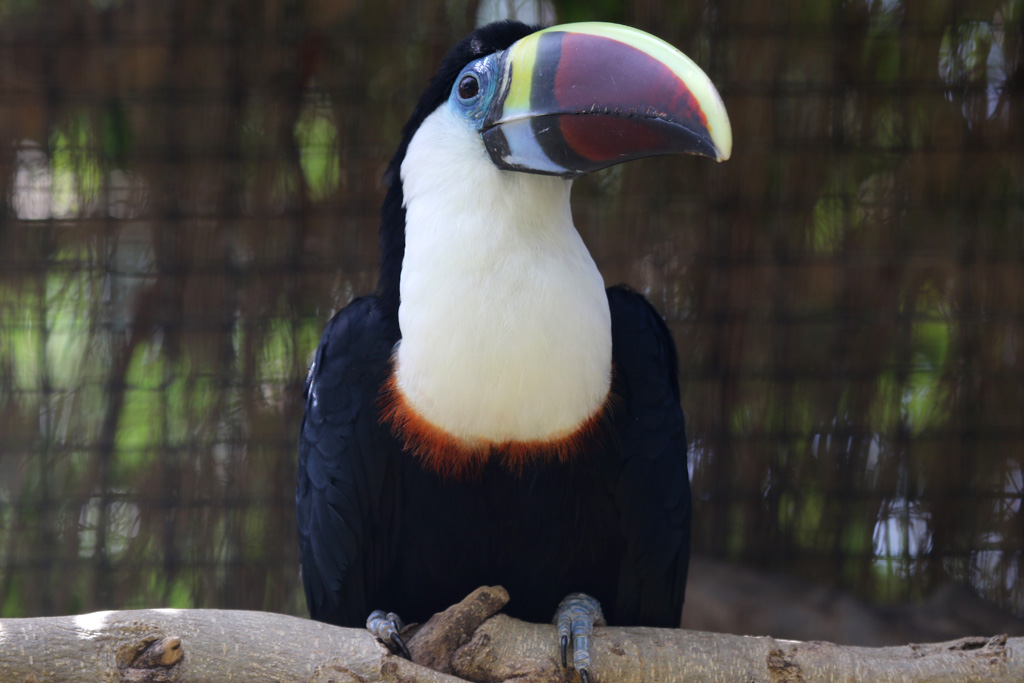 Red-billed Toucan at Zoo de Lagos 7th August 2017