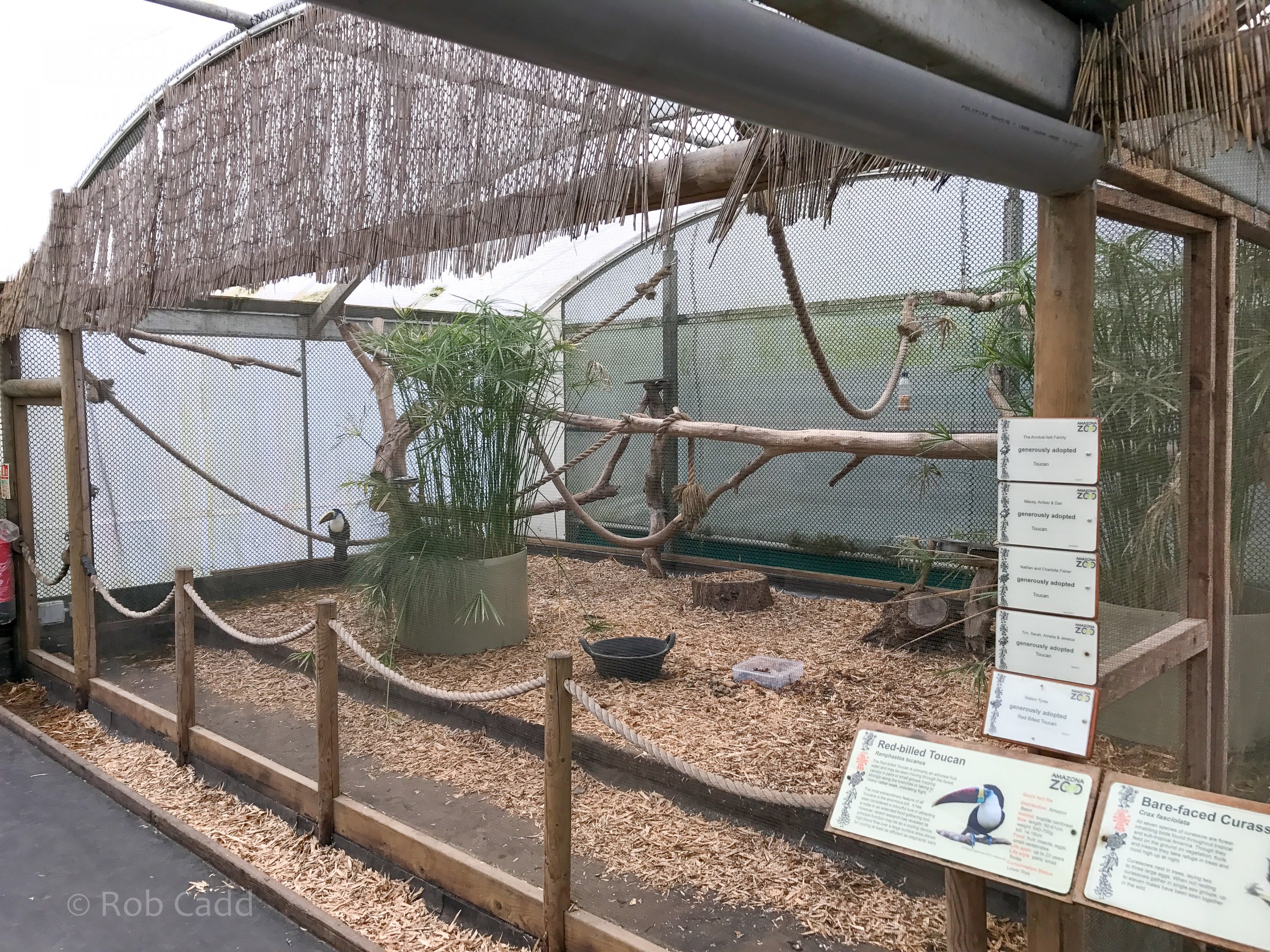 Red-billed toucan (aviary) : Amazona Zoo : 28 Sep 2017