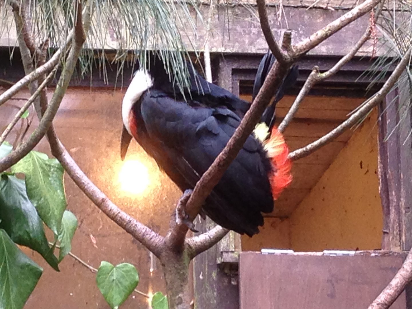 Red-Billed Toucan? (ID Please?)