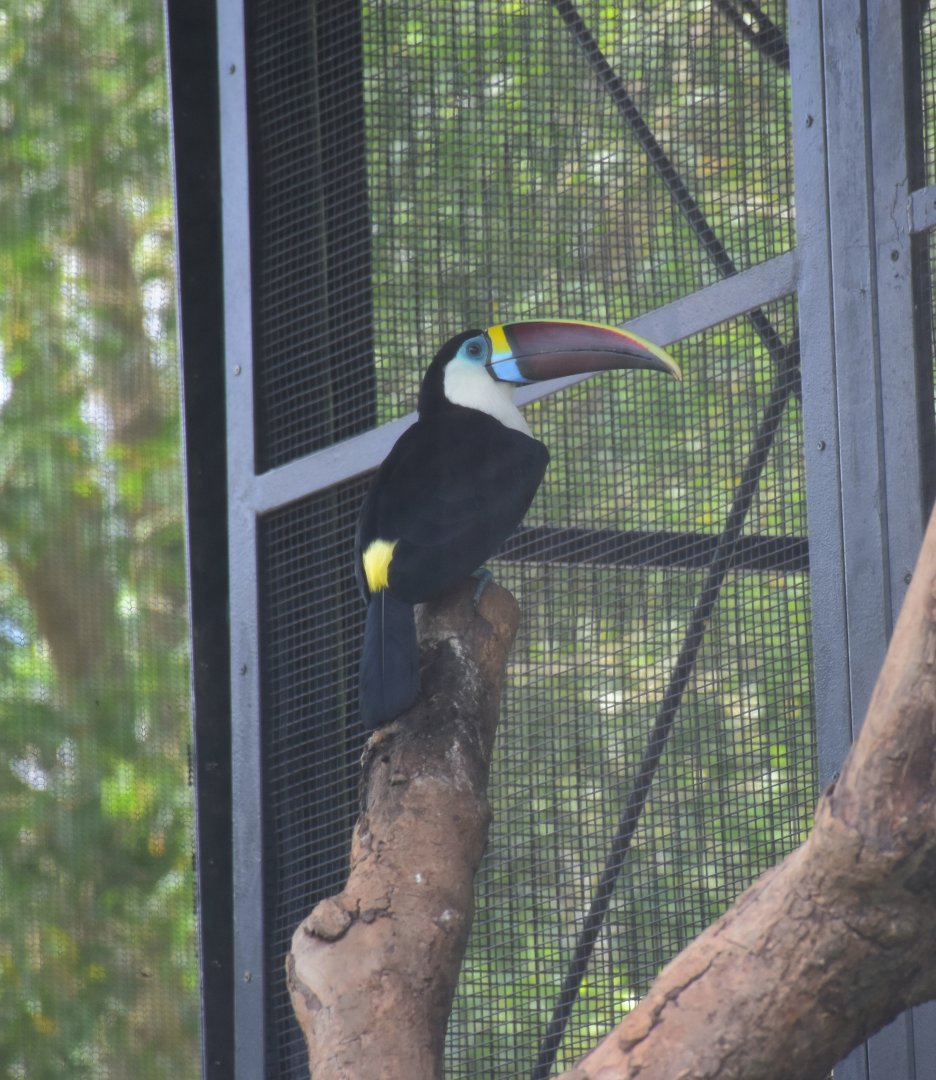 Red-billed Toucan (Ramphastos tucanus tucanus)