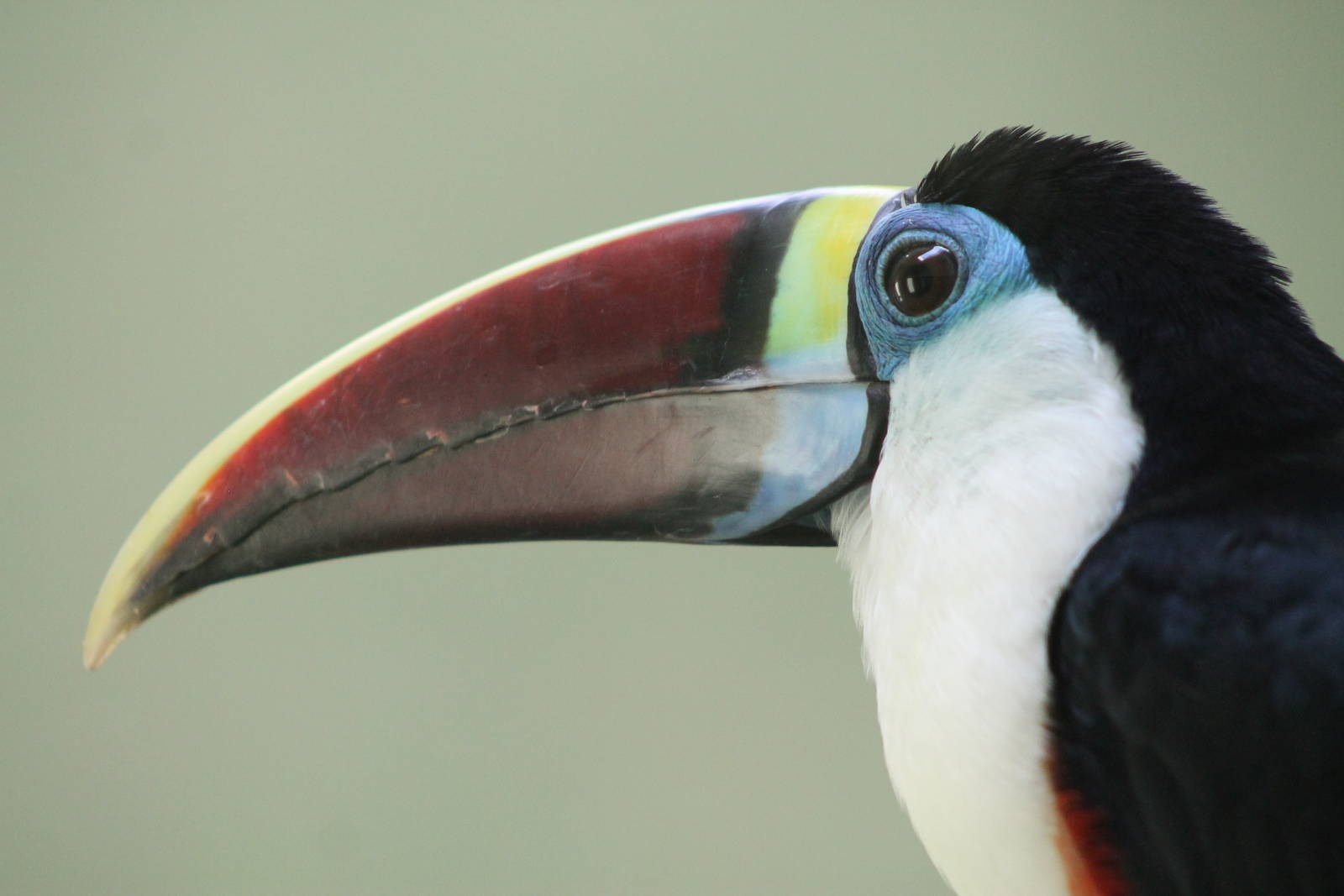 red-billed toucan (Ramphastos tucanus)