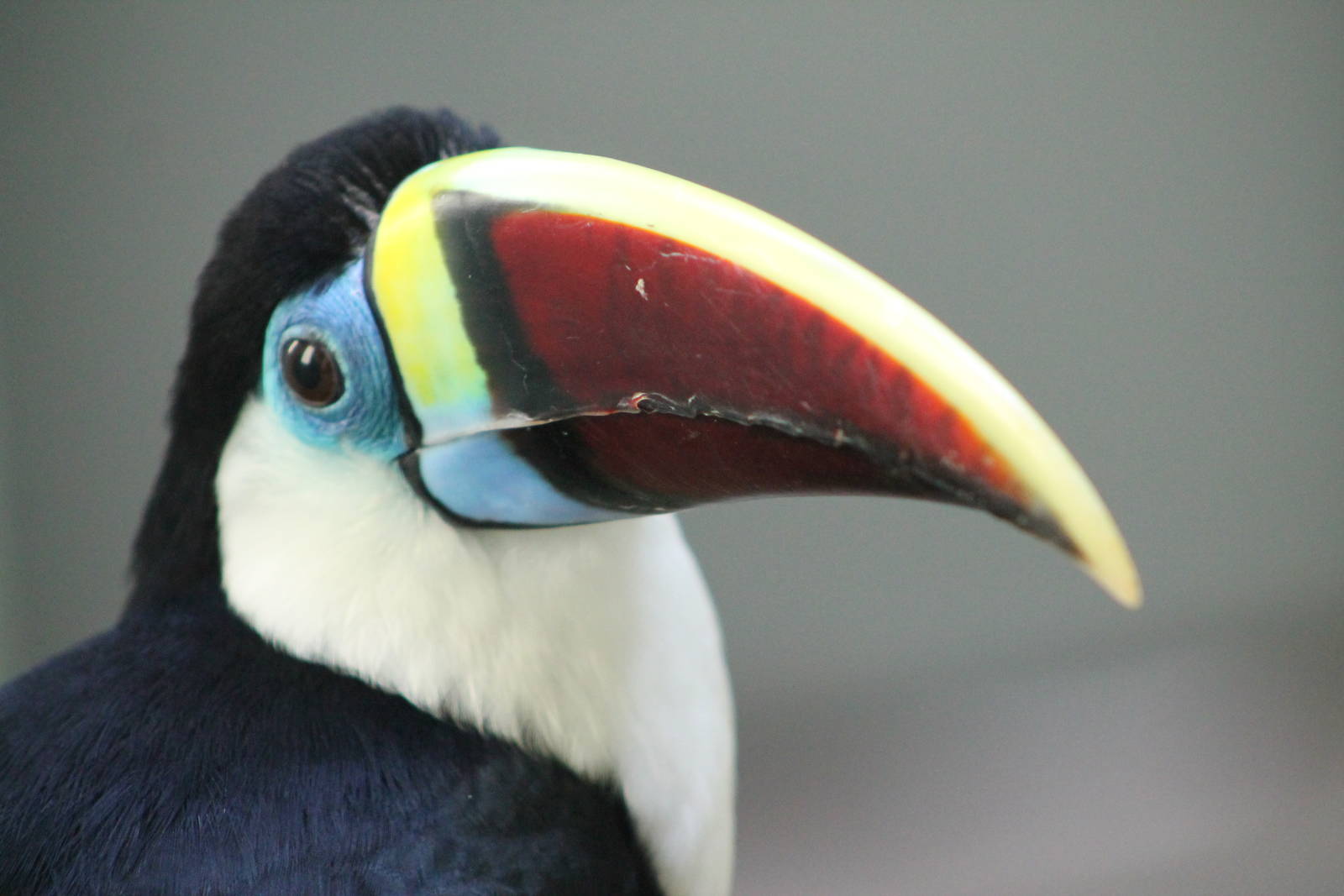 red-billed toucan (Ramphastos tucanus)