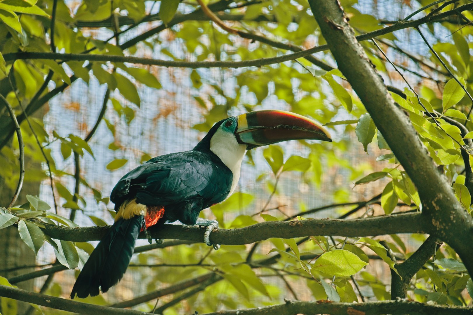 Red-billed Toucan (Ramphastos tucanus)