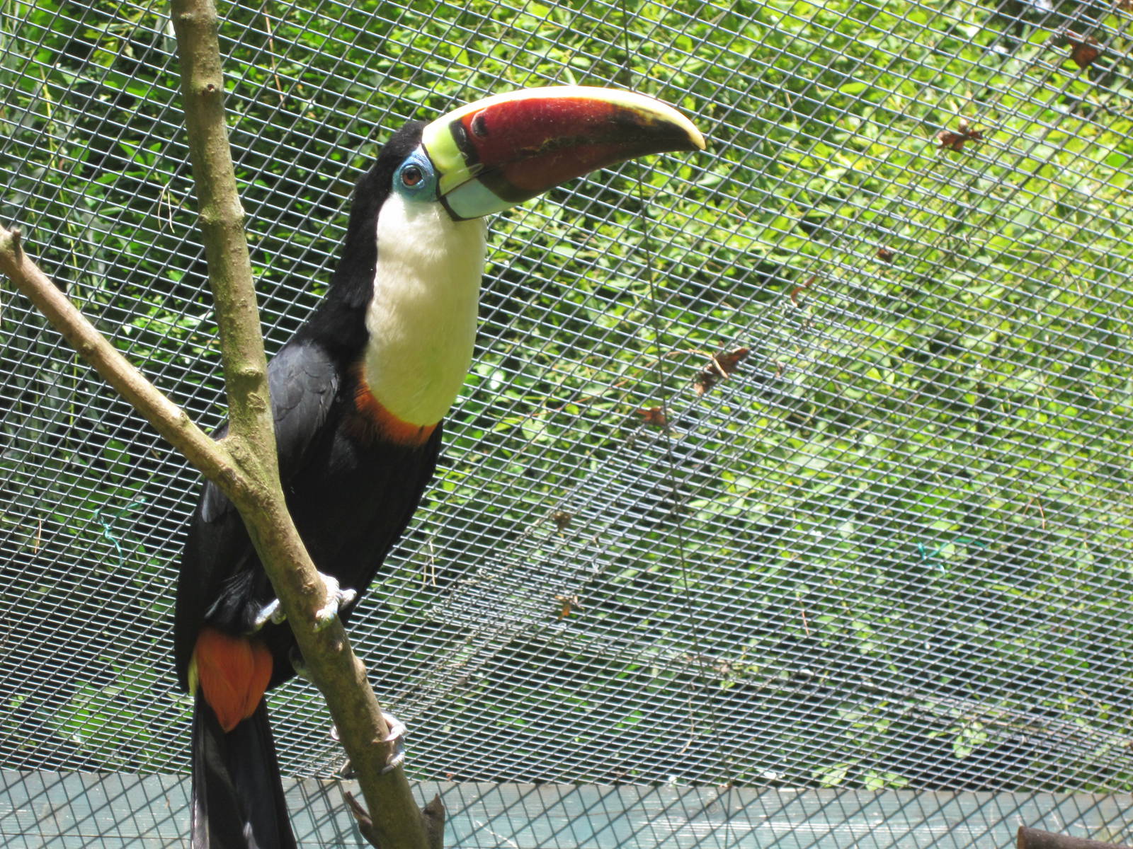 Red billed Toucan
