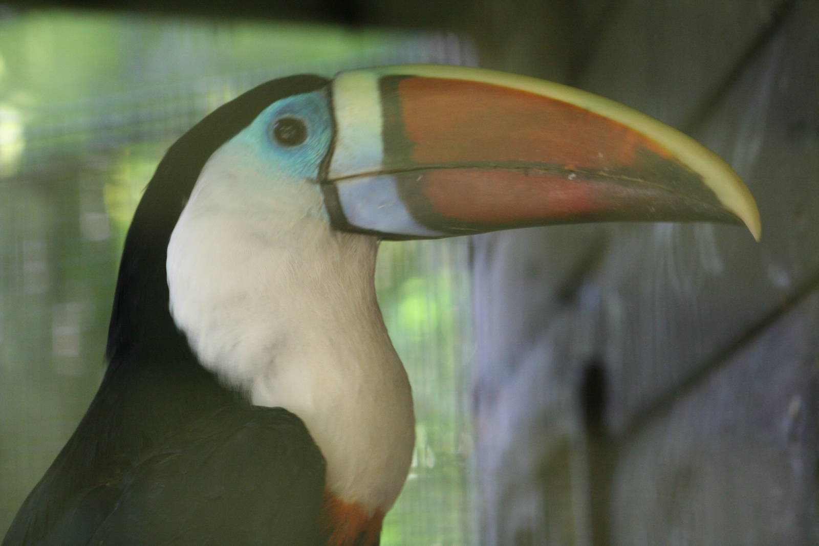 Red-billed toucan