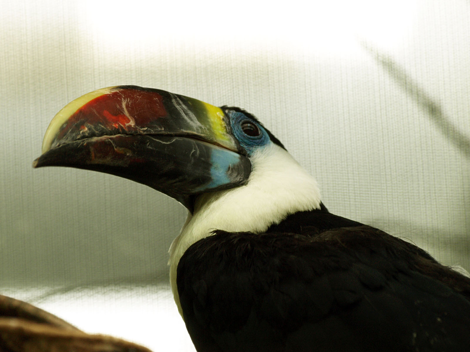 Red-billed toucan
