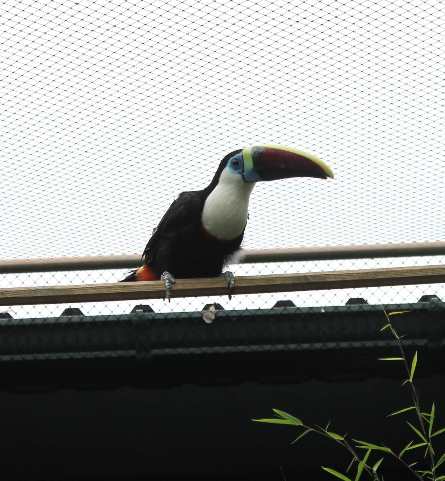 Red-billed toucan