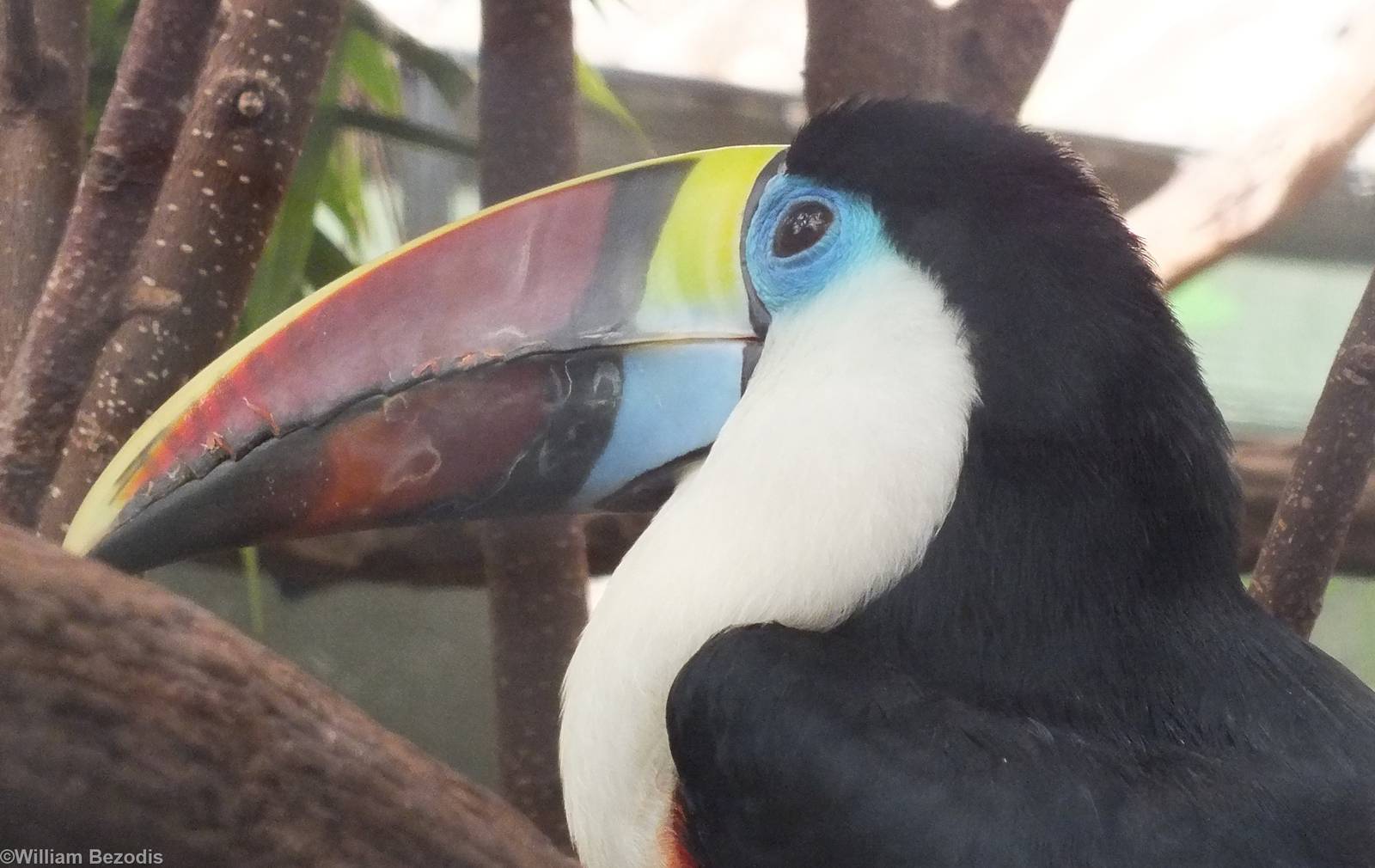 Red-billed Toucan