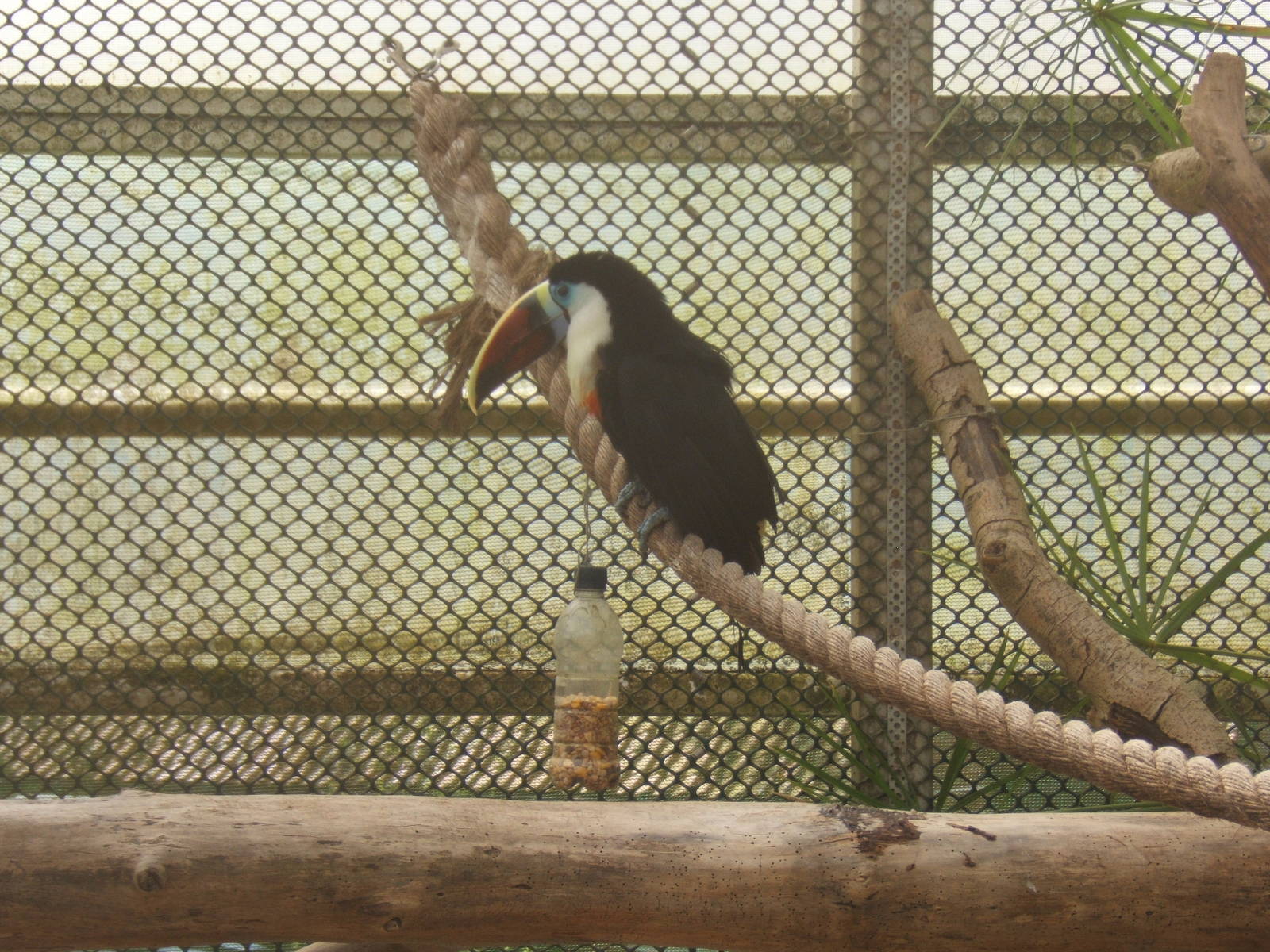 Red-billed Toucan