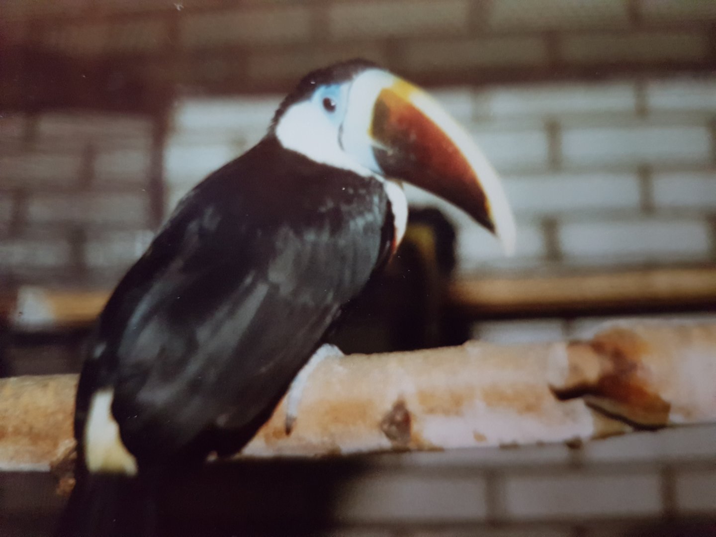 Red-billed toucan