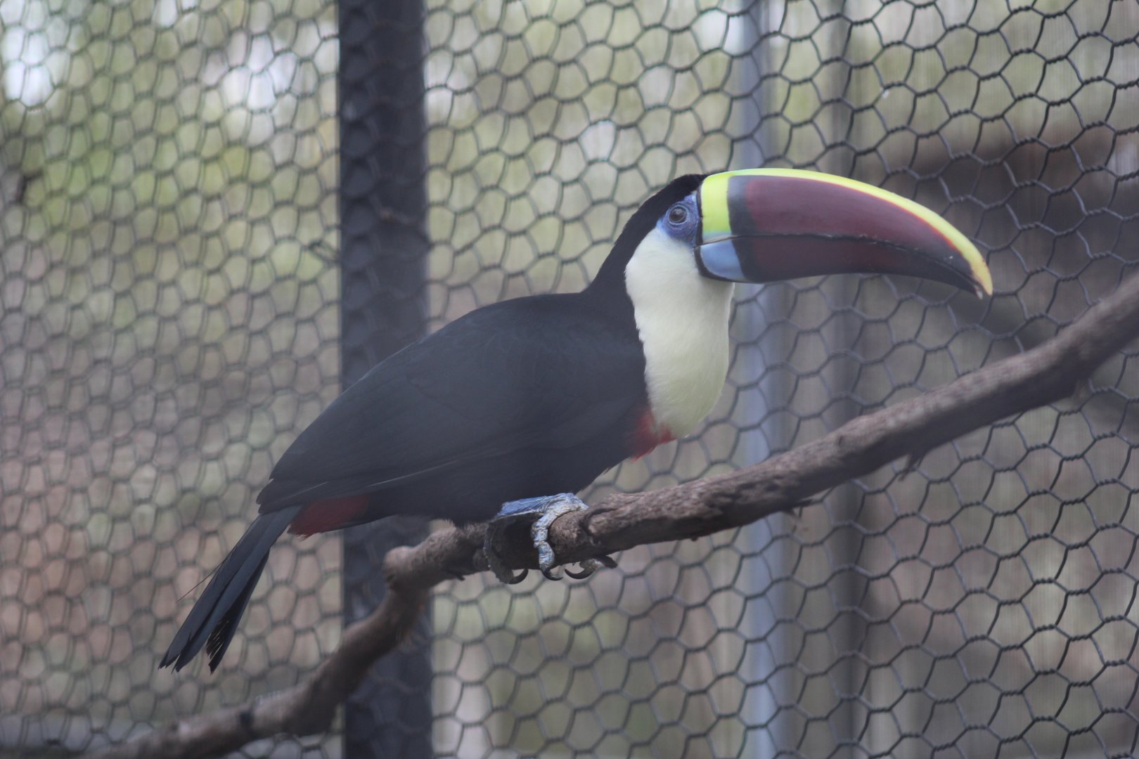 Red-Billed Toucan
