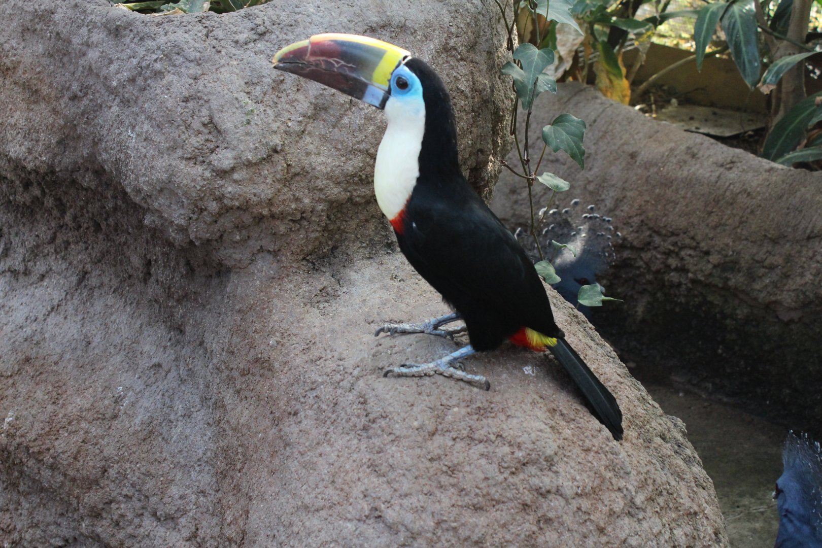 Red billed toucan