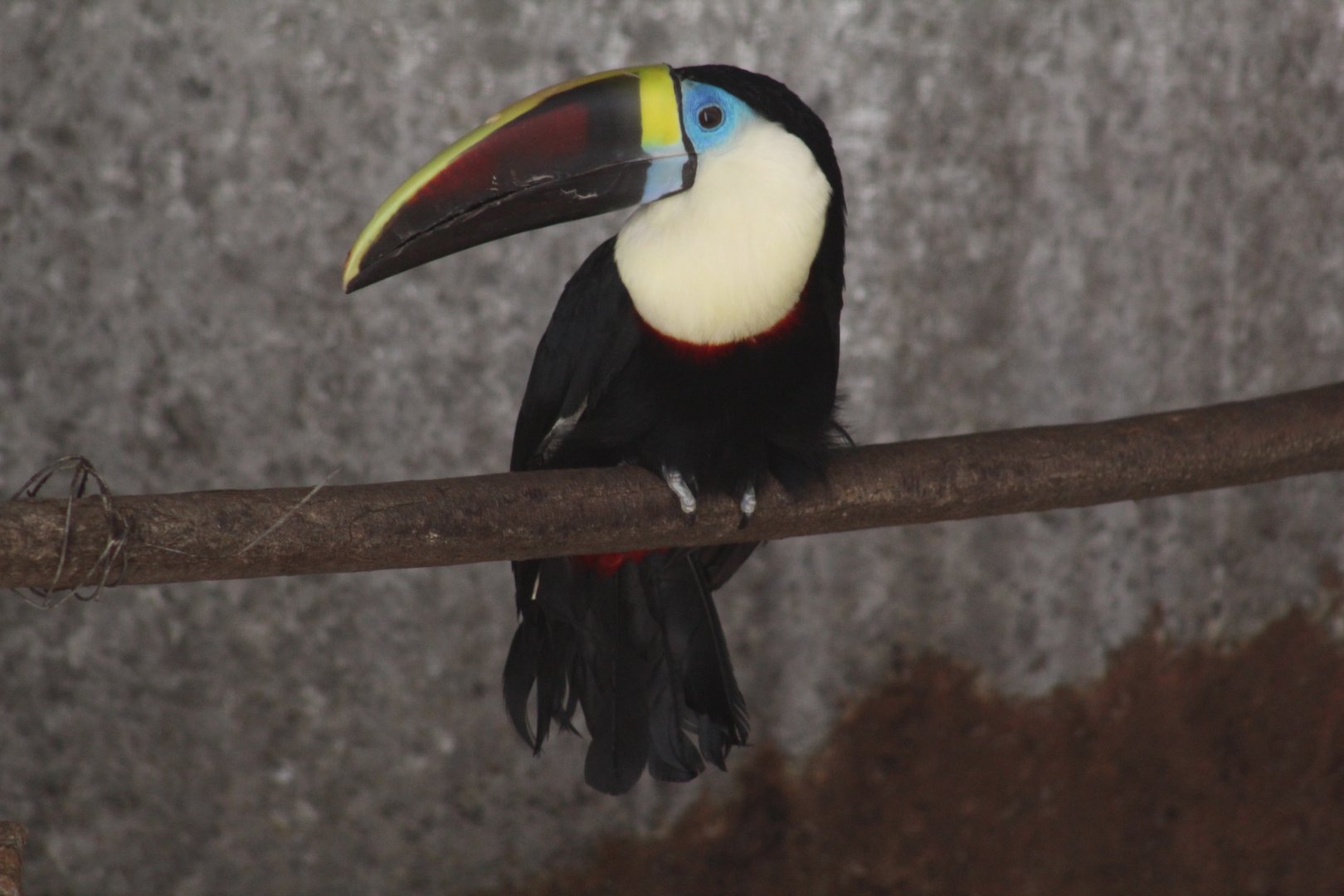 Red-Billed Toucan