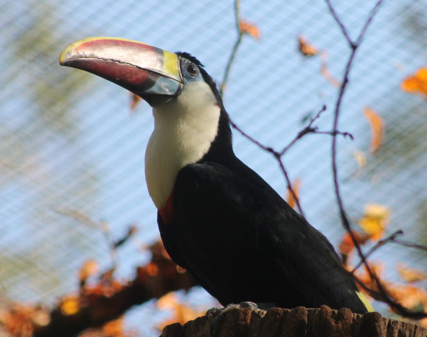 Red-billed toucan