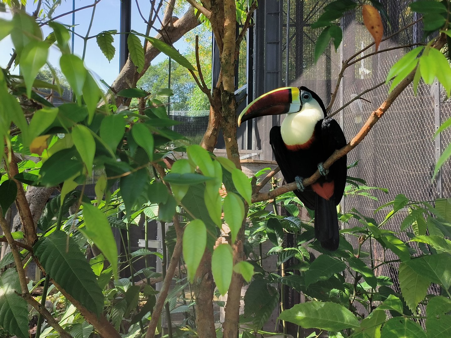 Red-Billed Toucan