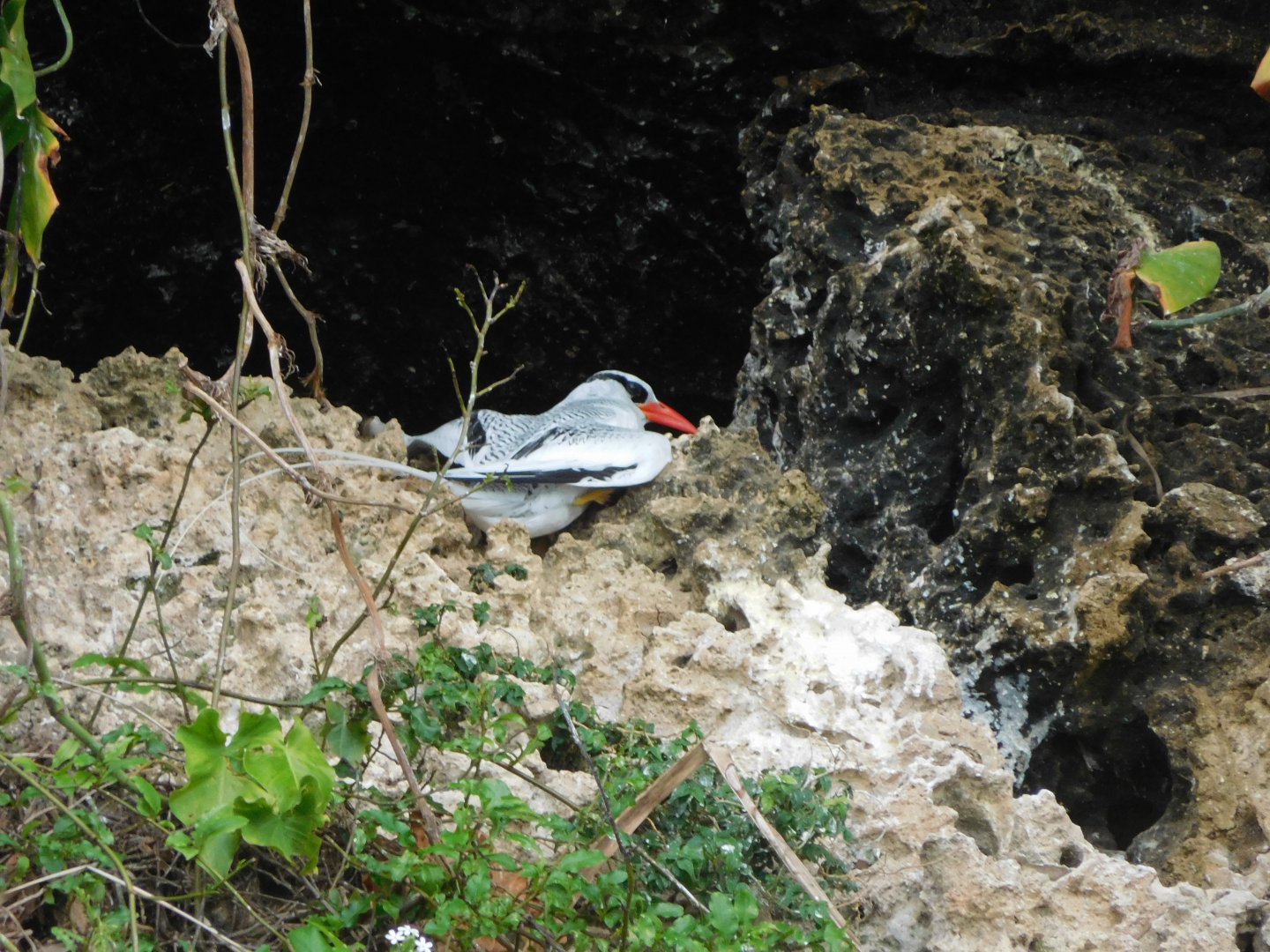 Red-billed tropicbird (Phaethon aethereus)