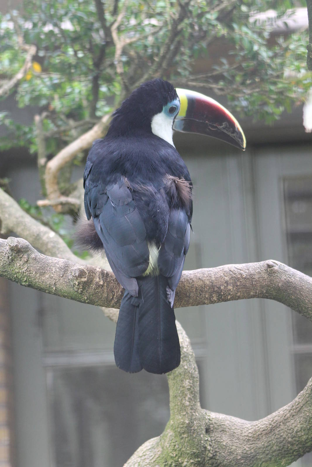 red-billed tucan