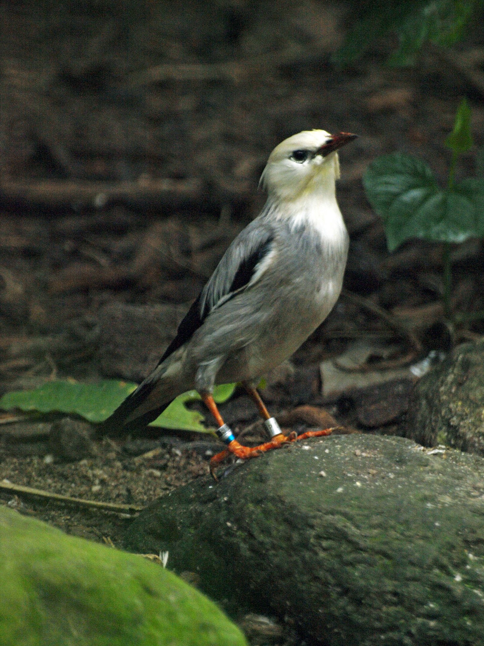 Red-billed/Vinous-breasted starling