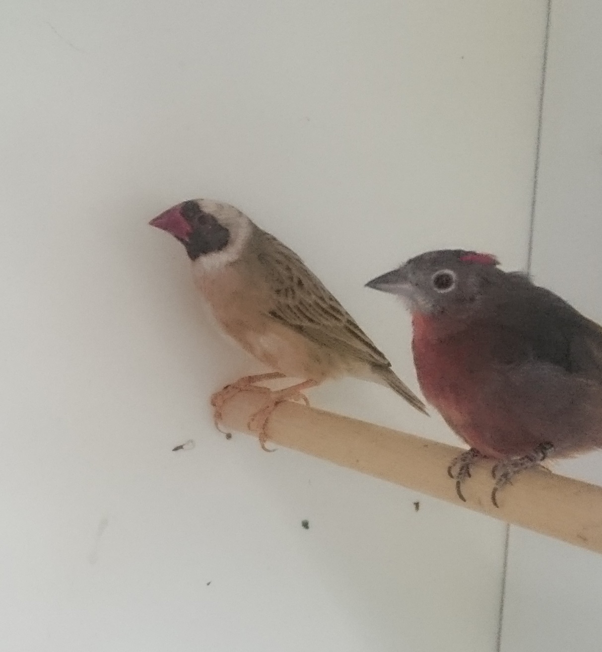Red-billed weaver and Red crested finch