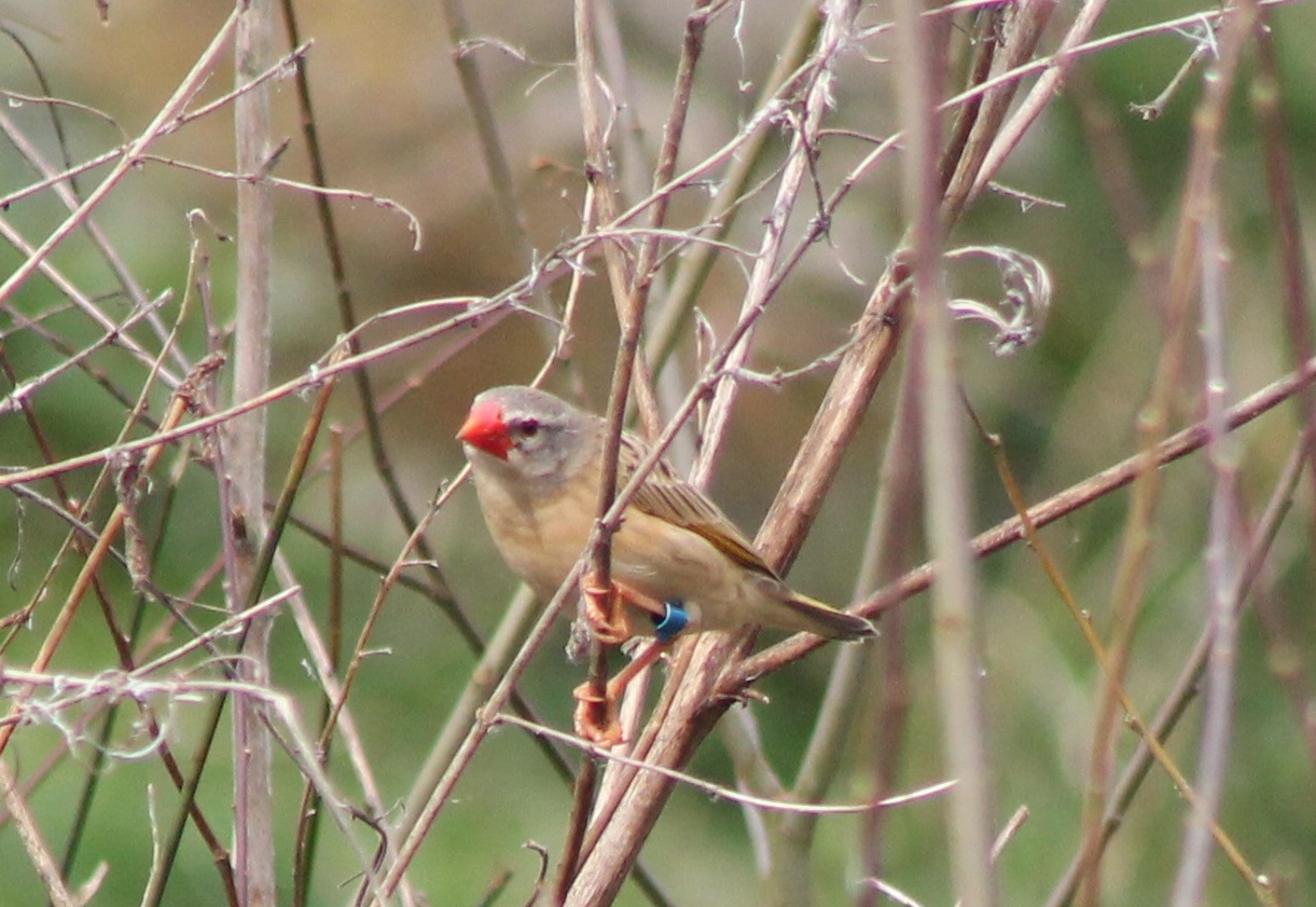 Red-billed weaver