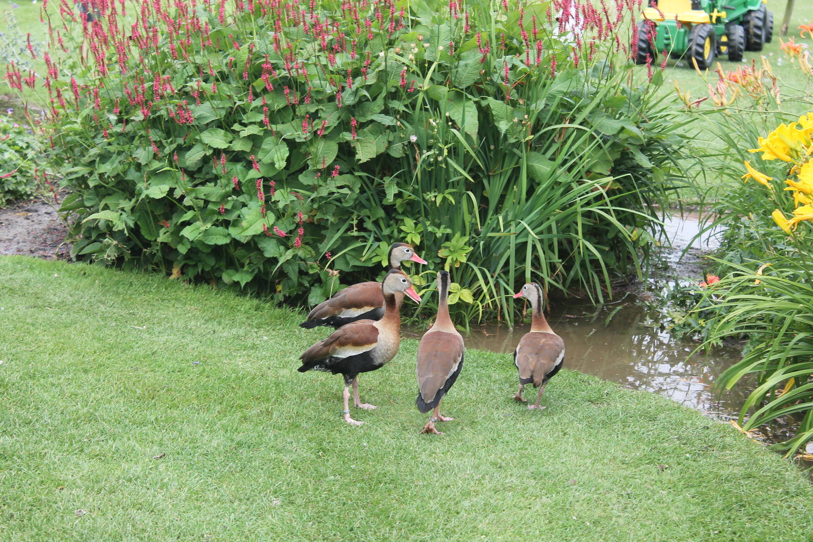 Red-billed Whistling Ducks August 2013