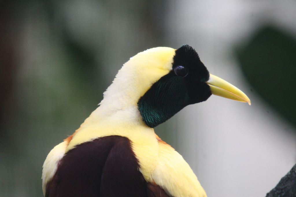 Red Bird of Paradise #2