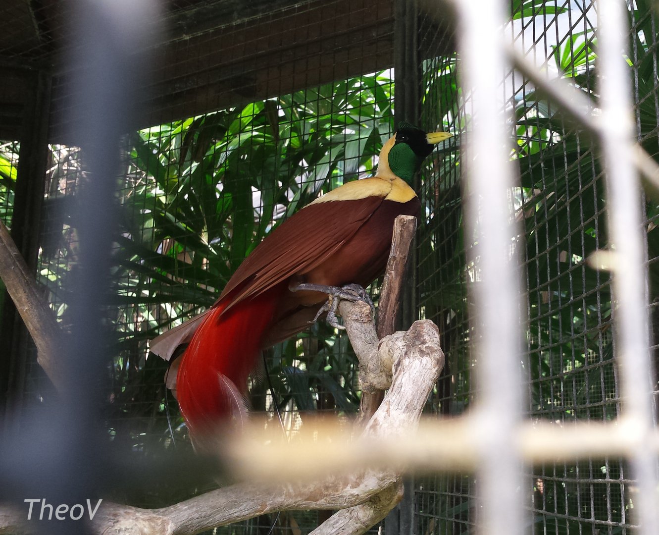 Red bird-of-paradise [2014]