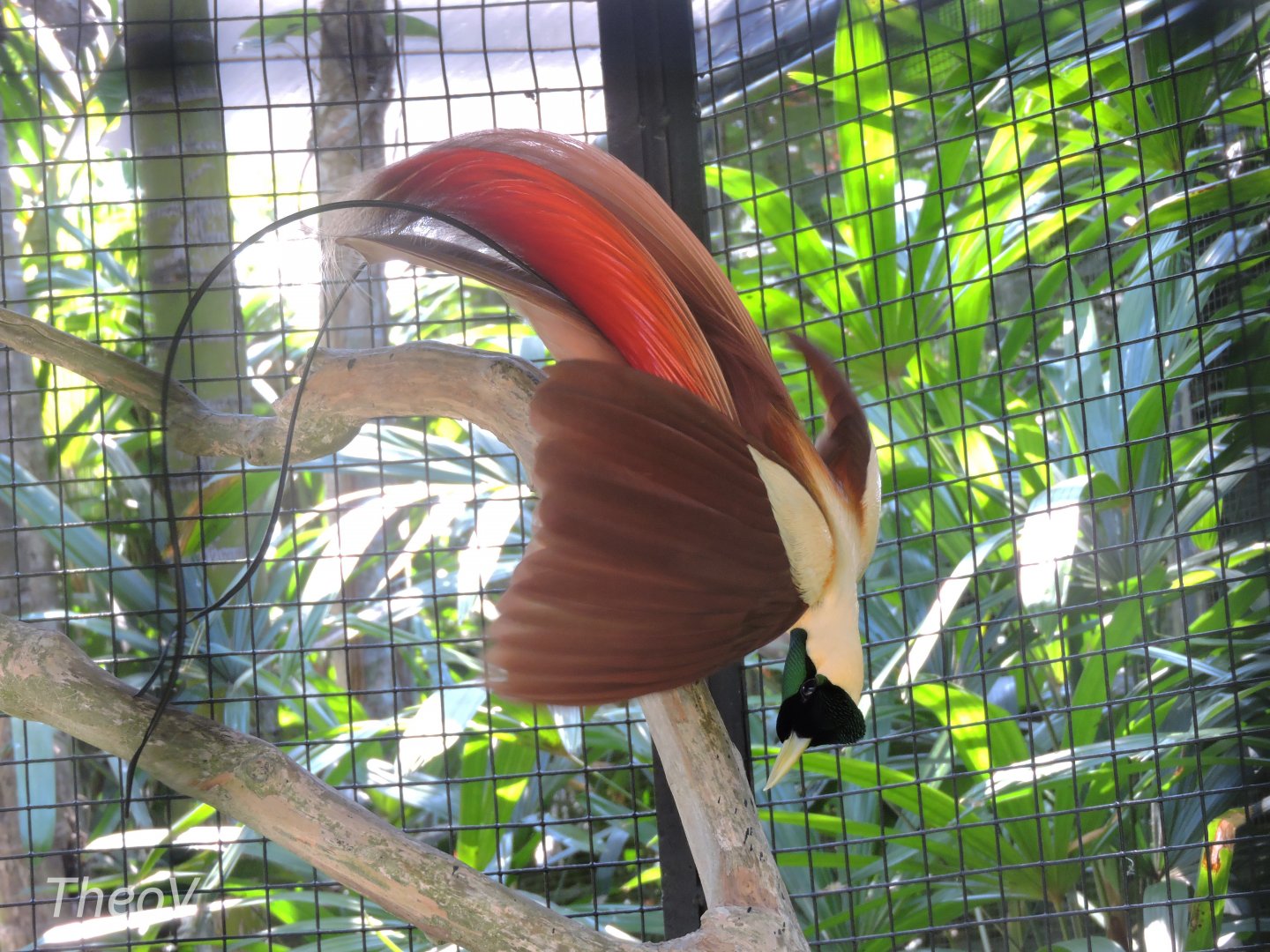 Red bird-of-paradise [2016]