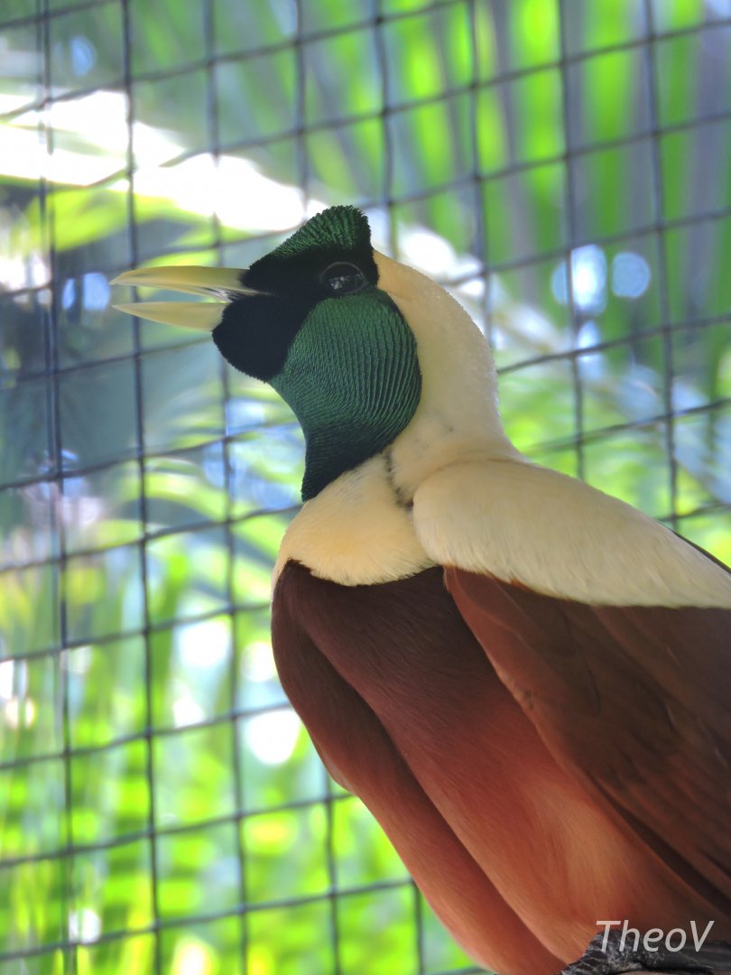 Red bird-of-paradise [2016]