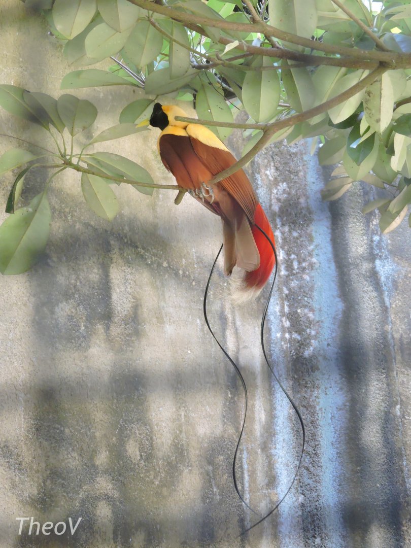 Red bird-of-paradise [2016]